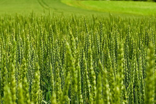 土壤養(yǎng)分檢測(cè)儀測(cè)試技術(shù)推進(jìn)農(nóng)業(yè)智慧化發(fā)展