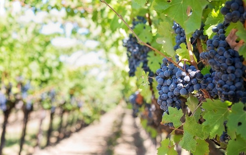 土壤養(yǎng)分檢測(cè)儀可判斷施肥前后土壤有機(jī)質(zhì)和微量元素的變化