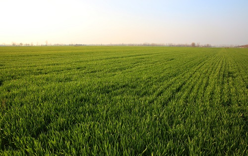 LD-S土壤水分測定儀對于植物生長的重要性