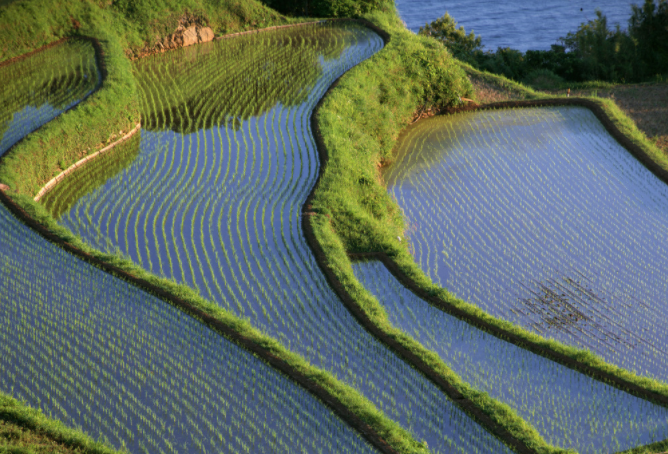 土壤水分速測儀能滿足作物精準(zhǔn)灌溉嗎？用戶需要什么樣的土壤水分速測儀？