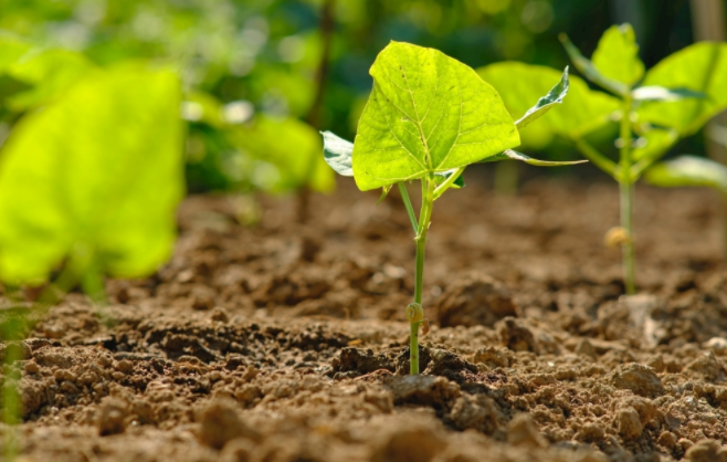 土壤養(yǎng)分速測儀準(zhǔn)確測定土壤中缺乏的養(yǎng)分種類和含量