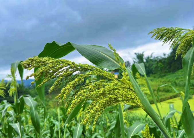 土壤養(yǎng)分速測儀了解土壤的“痛”（土壤養(yǎng)分速測儀重視土壤管理）