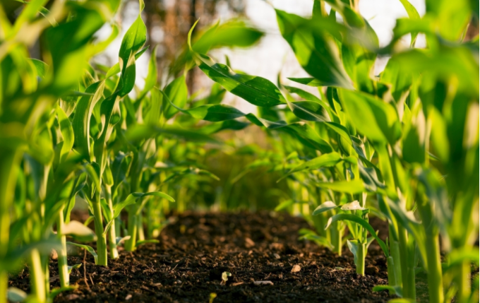 怎么知道土地實(shí)際的水分狀況（土壤水分溫度速測儀是一種什么樣的儀器）