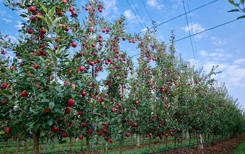 什么是測(cè)土配方施肥技術(shù)？都包括哪幾個(gè)核心環(huán)節(jié)