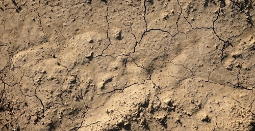 土壤太“咸”了，作物遭殃了！如何判斷鹽漬化