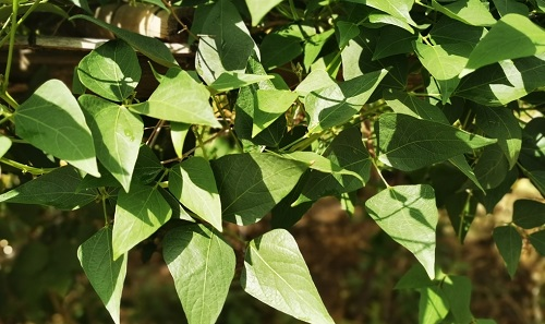 土壤養(yǎng)分測試儀研究土壤養(yǎng)分對作物生長、發(fā)育的影響