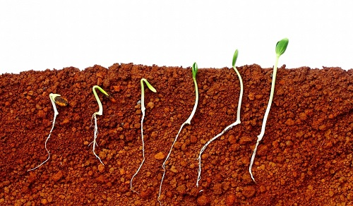 植物生長遇到土壤水分問題，土壤水分測定儀解決相關(guān)問題