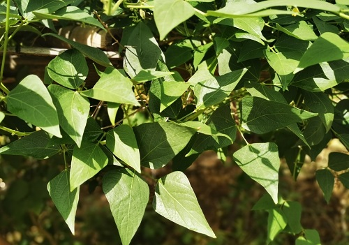 土壤溫度、水分、鹽分速測(cè)儀可用于土壤調(diào)查研究