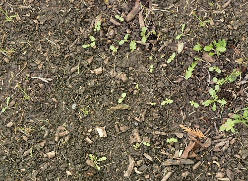 土壤水分檢測(cè)儀：提升土壤肥力