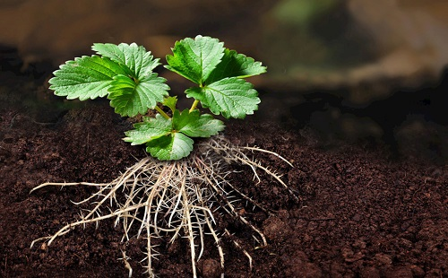 土壤墑情監(jiān)測(cè)系統(tǒng)：遠(yuǎn)程管理土壤墑情