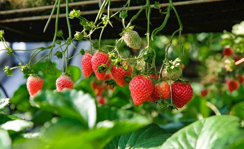 果樹是否“口渴”，讓土壤水分測試儀告訴你