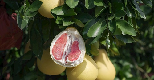 如何利用土壤養(yǎng)分快速測(cè)試儀展開蜜柚果園的科學(xué)施肥工作