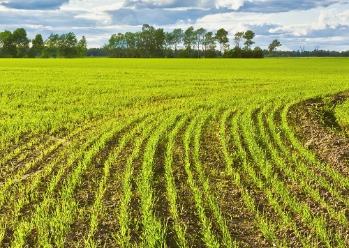 土壤墑情實(shí)時(shí)監(jiān)測(cè)系統(tǒng)的設(shè)計(jì)準(zhǔn)則，幫助農(nóng)民實(shí)現(xiàn)精準(zhǔn)灌溉