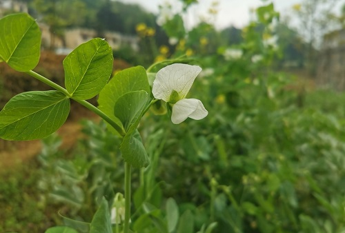 土壤溫度測(cè)定儀的價(jià)值取決于土壤溫度對(duì)蔬菜的影響力