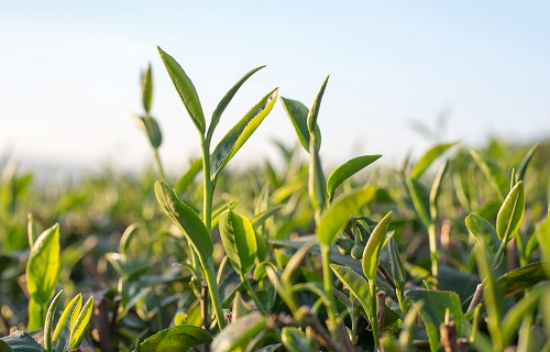 土壤改良非一朝一夕之事，土壤養(yǎng)分儀器避免化肥的濫用