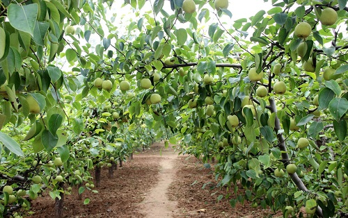 “亮優(yōu)勢(shì)，促發(fā)展”——土壤pH計(jì)在檢測(cè)作物土壤pH方面的突出優(yōu)勢(shì)是什么