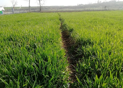 土壤水勢(shì)儀的出現(xiàn)讓人們深刻認(rèn)識(shí)到了土壤水勢(shì)測(cè)定的重要性