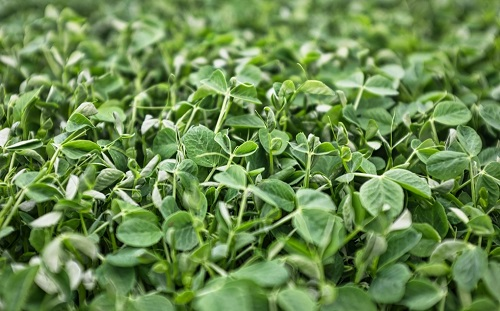 控釋肥施用和果實(shí)品質(zhì)都離不開土壤墑情速測(cè)儀