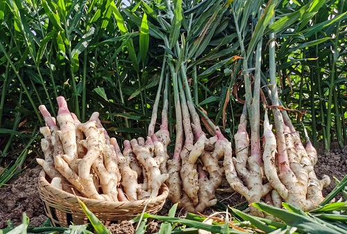 運(yùn)用土壤緊實(shí)度測(cè)量?jī)x分析土壤緊實(shí)度對(duì)生姜生長(zhǎng)的影響（土壤緊實(shí)度的影響）