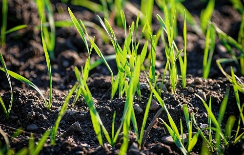 從而調(diào)節(jié)土壤溫度？推薦-用土壤溫度計(jì)給土壤量一量體溫