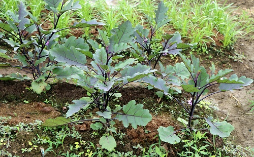 夏季育苗三個(gè)注意事項(xiàng)，了解土壤墑情很重要