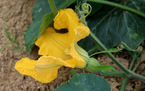 土壤團(tuán)粒結(jié)構(gòu)分析儀在土壤改良中的使用，土壤團(tuán)粒結(jié)構(gòu)分析儀使用注意事項(xiàng)