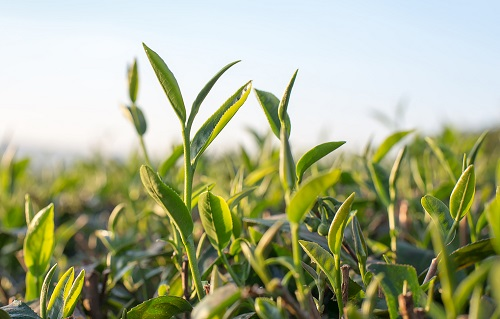 實(shí)在不行回家種田？先學(xué)會使用土壤溫濕度測定儀