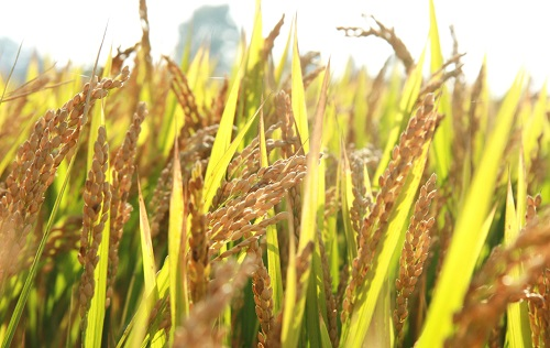 手持式土壤重金屬檢測儀如何應用在環(huán)境應急監(jiān)測中