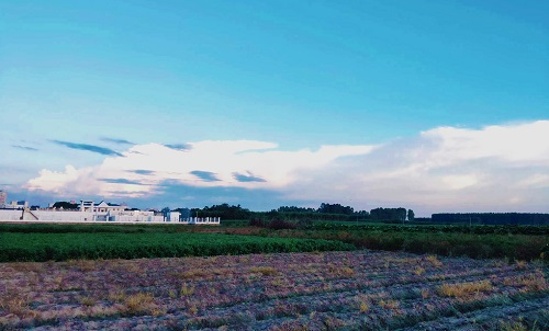 管理土壤水分，土壤水分測定儀的使用對植物生長有哪些作用？
