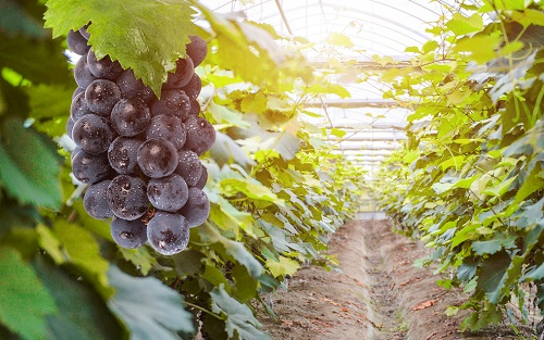 如何用土壤水分測定儀測量葡萄園的土壤濕度？