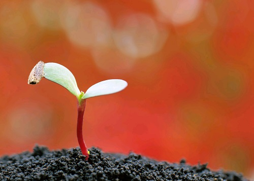 土壤養(yǎng)分的測定方法有哪些？可以使用土壤養(yǎng)分分析儀