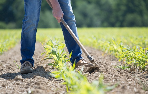 土壤水分測定儀的應(yīng)用，促進農(nóng)業(yè)種植節(jié)水高產(chǎn)可持續(xù)發(fā)展
