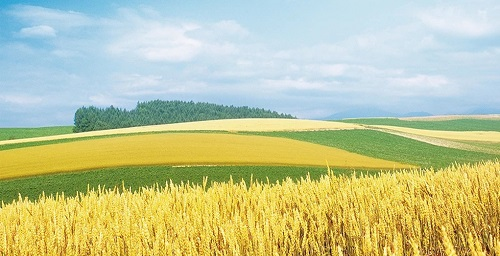 目前科學(xué)合理的施肥技術(shù)：如使用測土儀通過測土配方施肥技術(shù)提升產(chǎn)量？