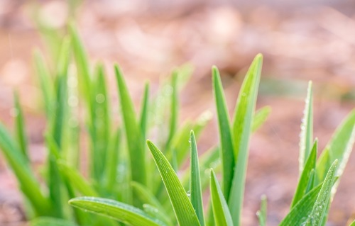農(nóng)作物培育少不了用到的測土配方施肥儀（測土配方施肥儀功能及特點）
