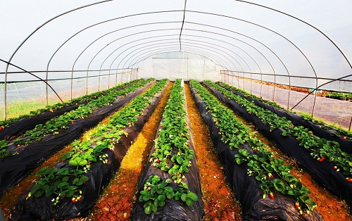 土壤養(yǎng)分測量儀可以簡化測土配方施肥過程