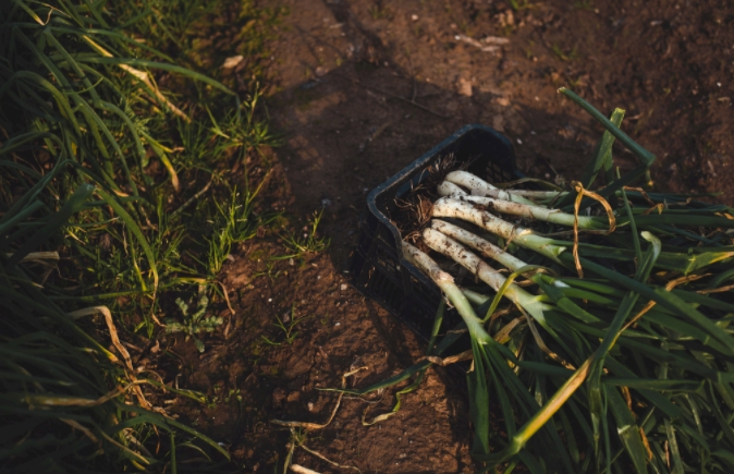 利用土壤緊實度儀改善土壤的緊實度環(huán)境，恢復土壤活力
